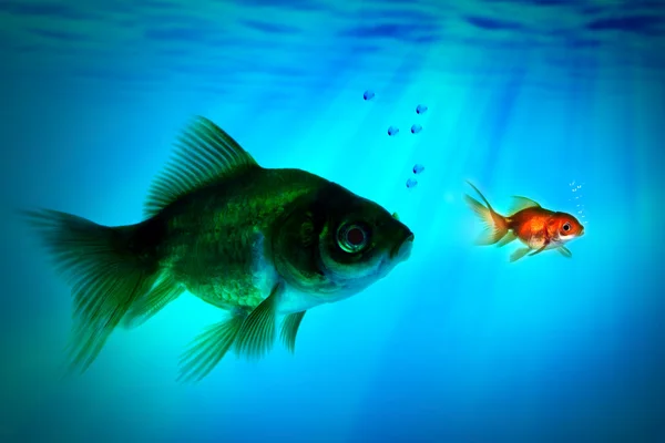 Den större fisken försöker att äta den lilla en. — Stockfoto