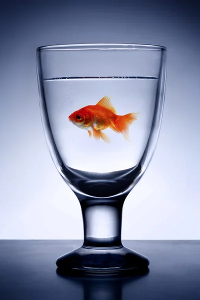 純粋な水のガラスの金魚 — ストック写真