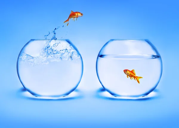 Goldfish jumping out of the water — Stock Photo, Image