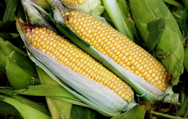 stock image Fresh Corns