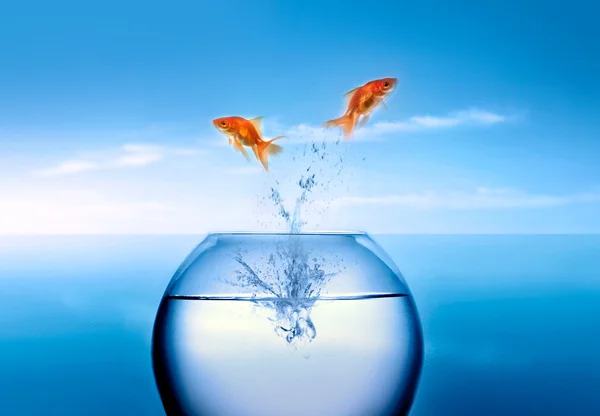 金魚が水から飛び降りる ロイヤリティフリーのストック写真
