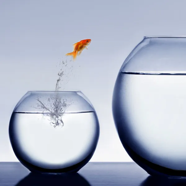 Goldfish jumping out of the water Stock Image