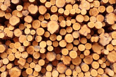 Freshly cut logs clipart