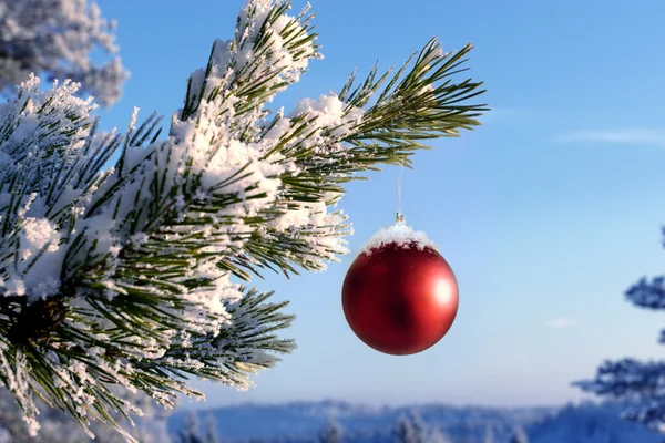 Baubles hanging on a christmas tree covered with — Stock Photo, Image