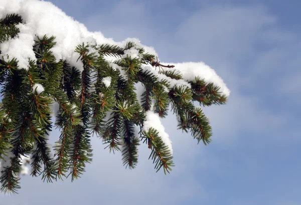 Крупный план ветки сосны под снегом — стоковое фото