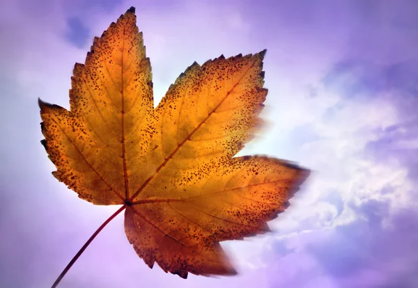 Листья осени — стоковое фото