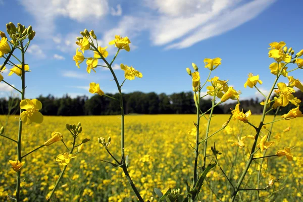 Oilseed and clouds — Stock Photo, Image