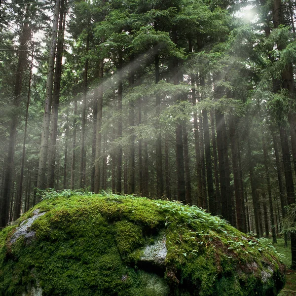 stock image Forest