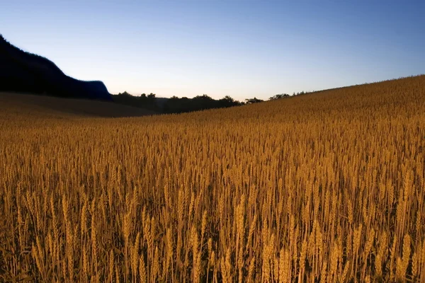 stock image Wheat Field