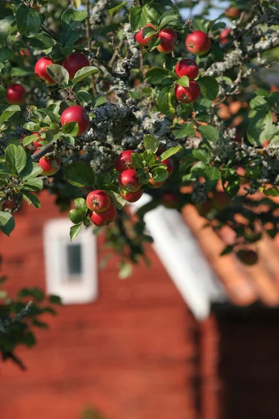 Apple tree and a red wooden house — Stock Photo, Image