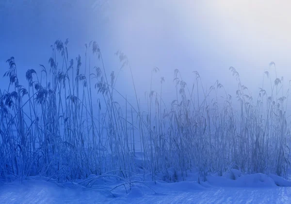 Wintermorgen — Stockfoto