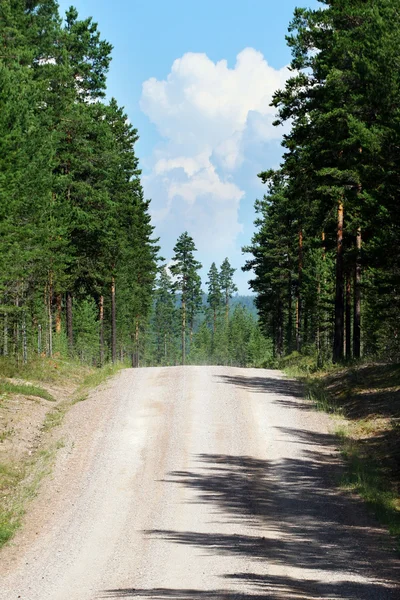 Trail in Europa bos — Stockfoto