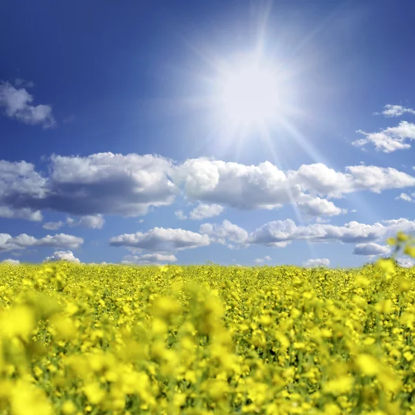 Oilseed and clouds — Stock Photo, Image