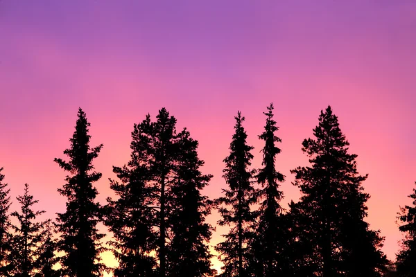 Gün batımı ve orman — Stok fotoğraf