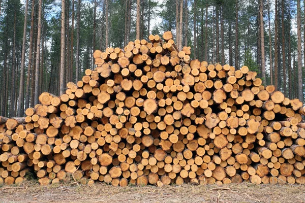 stock image Freshly cut logs