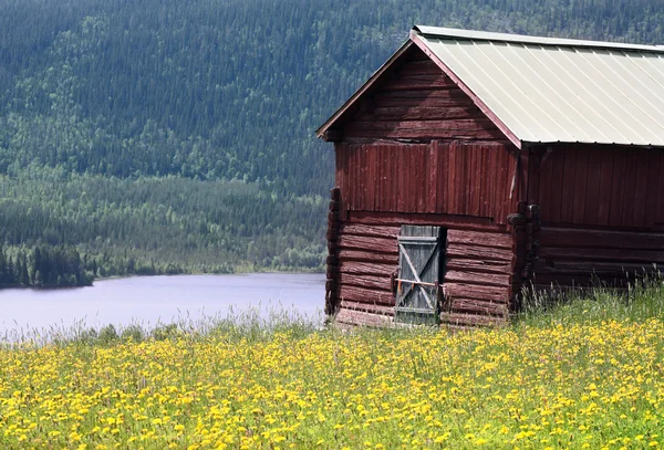 Kuzey İsveç yaz renkleri — Stok fotoğraf