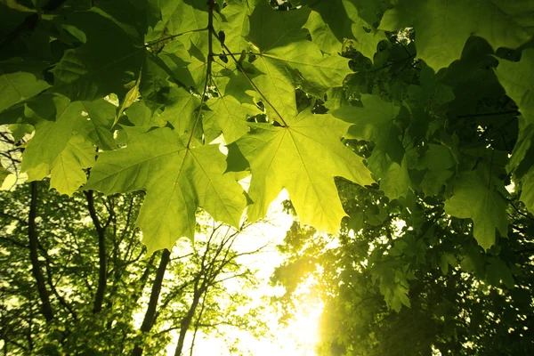 Folhas florestais — Fotografia de Stock