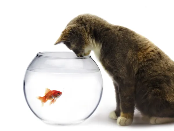 Кошка Золотая Рыбка — стоковое фото