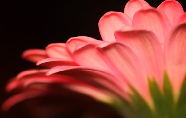 pembe gerbera