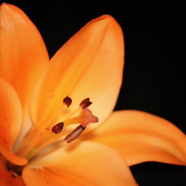 Orange Lily clipart