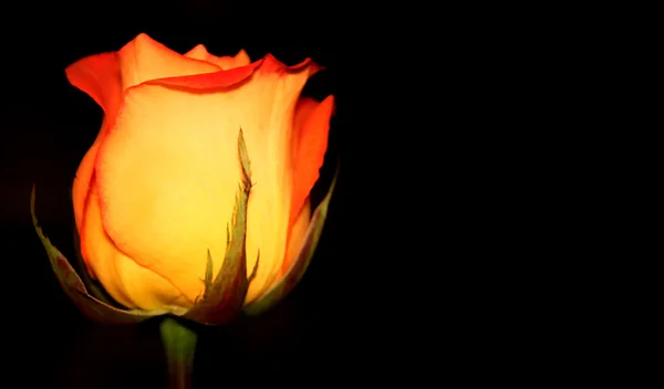 stock image Orange-yellow rose