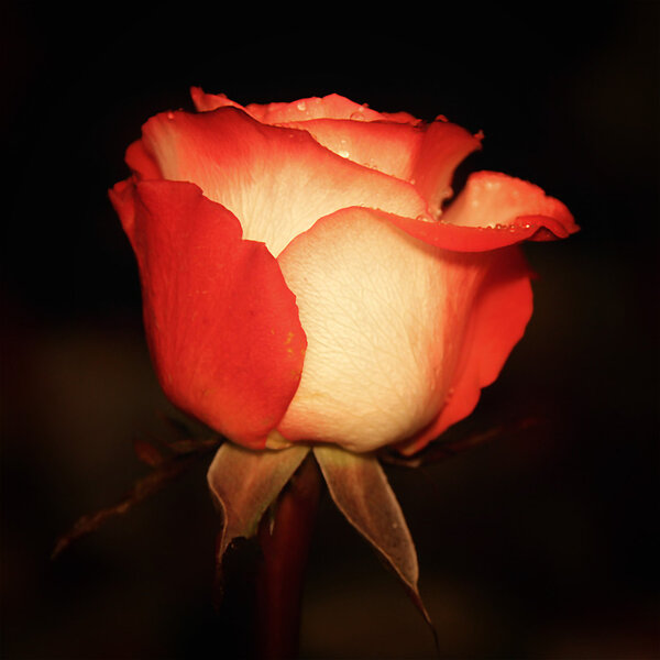 Red-white rose, macro