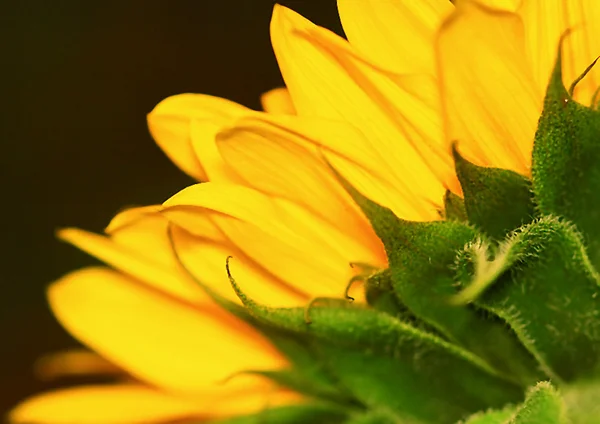 Sunflower (backside) — Stock Photo, Image