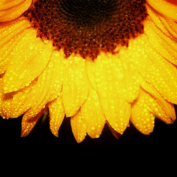 stock image Wet sunflower