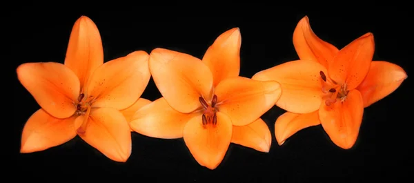 Three orange lilies — Stock Photo, Image