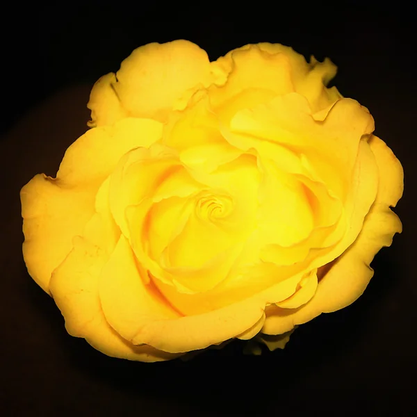 stock image Yellow rose