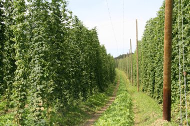 Hop field clipart