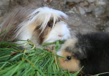 Guinea pigs clipart