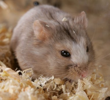 Campbell Dwarf Hamster clipart