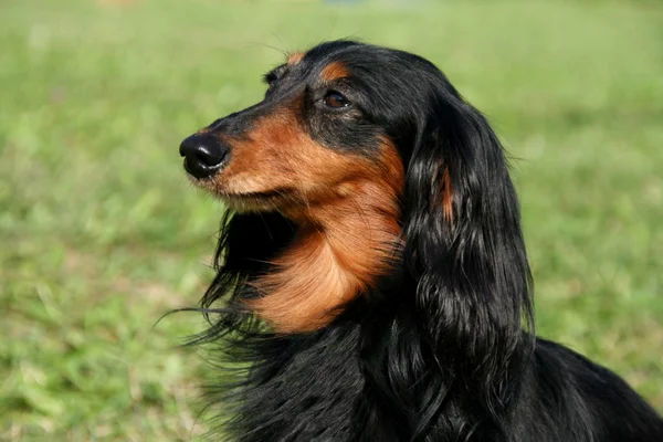 Portrét psa — Stock fotografie