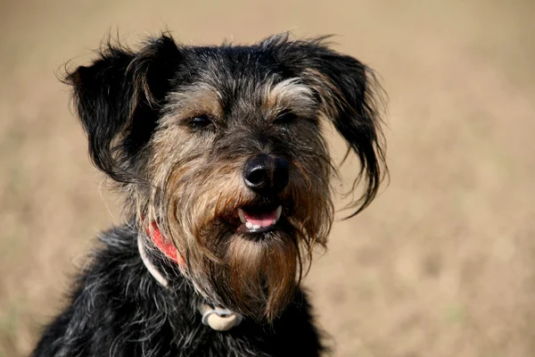 stock image Dog portrait