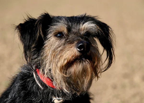 stock image Dog portrait