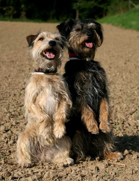 stock image Best friends