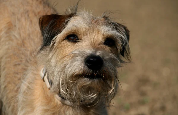 stock image Dog portrait