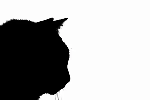 Kat in zwart-wit — Stockfoto