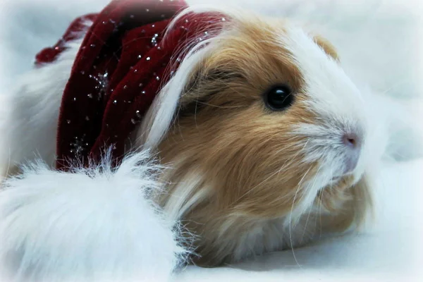 크리스마스 기니 돼지 — 스톡 사진