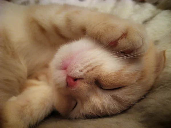 睡觉的小猫 — 图库照片