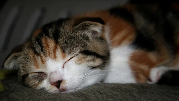 苏格兰小猫咪 — 图库照片
