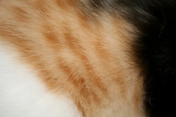 Кошачья шерсть — стоковое фото