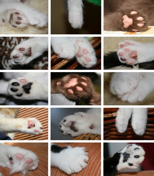 Paw Collection — Stock Photo, Image