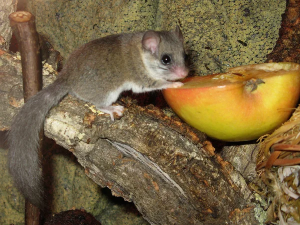 African dormouse — Stock Photo, Image