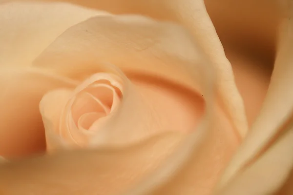 Rose in Aprikose — Stockfoto