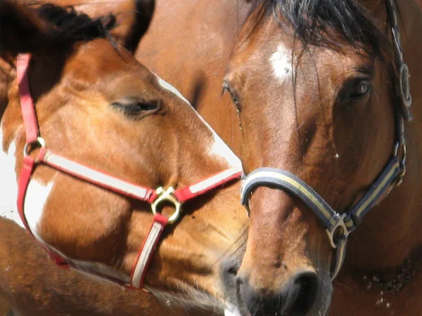 Кінь поцілунок — стокове фото