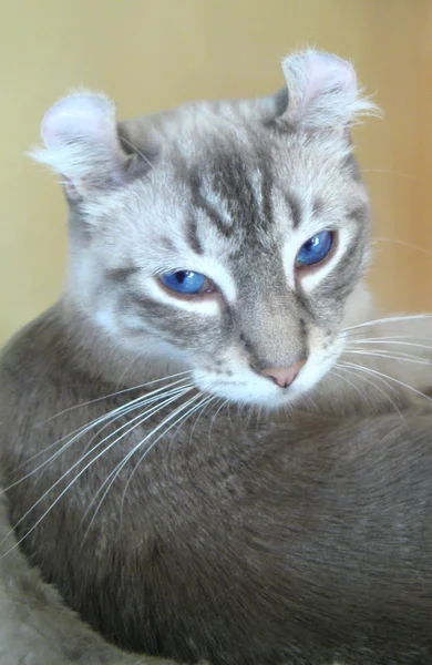컬 고양이 초상화 — 스톡 사진
