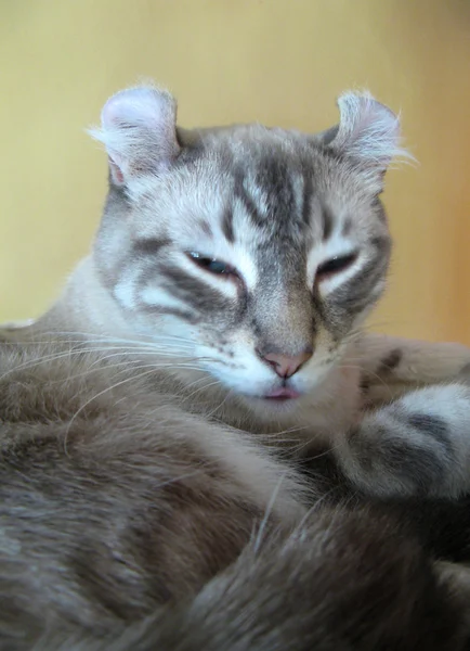 컬 고양이 초상화 — 스톡 사진