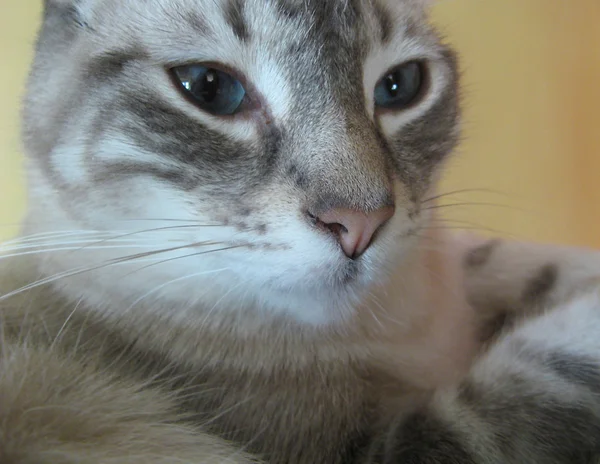 Портрет Curl кошки — стоковое фото
